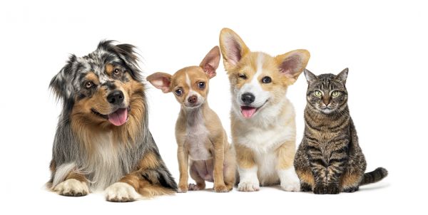 Dayton Pets