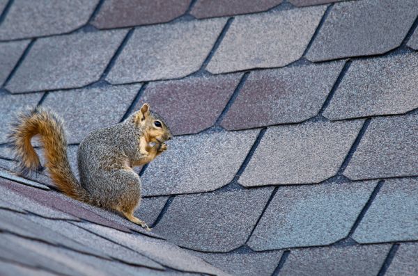 Dayton Wildlife Removal