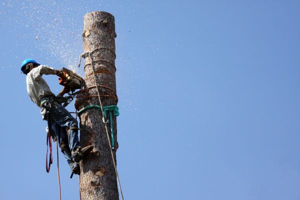 Dayton Tree Removal