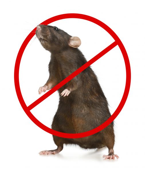 Dayton Pest Control Service